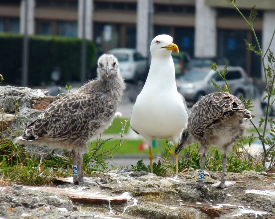 Larus michahellis ?
